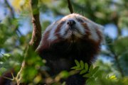bru-panda_r112