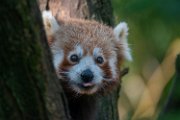 bru-panda_r133