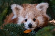 bru-panda_r15