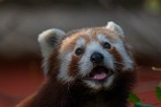 bru-panda_r165