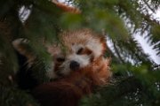 bru-panda_r181