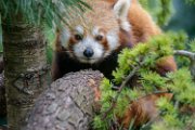 bru-panda_r185