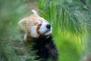 bru-panda_r192