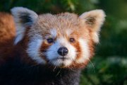 bru-panda_r194