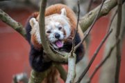 bru-panda_r33