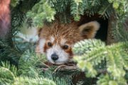 bru-panda_r43