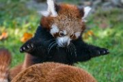 bru-panda_r48