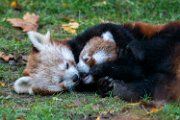 bru-panda_r51