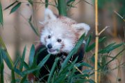 bru-pandino02