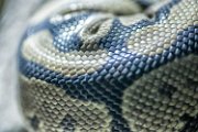 bru-pelle-serpente