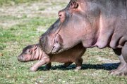 bru-piccolo-hippo006