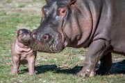 bru-piccolo-hippo007