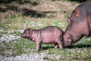 bru-piccolo-hippo010