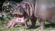 bru-piccolo-hippo011