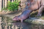 bru-piccolo-hippo018