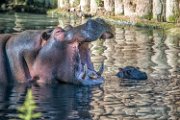 bru-piccolo-hippo025