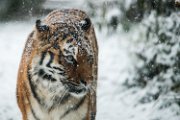 bru-tigre-neve03