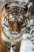 bru-tigre-neve04
