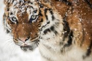 bru-tigre-neve05