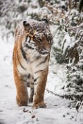 bru-tigre-neve06