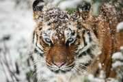 bru-tigre-neve07