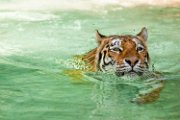 bru-tigre009