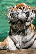 bru-tigre011