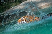 bru-tigre015