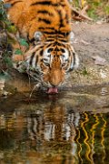bru-tigre019