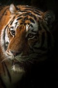bru-tigre022