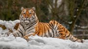 bru-tigre024