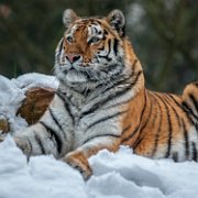bru-tigre027