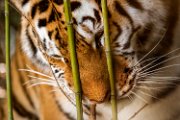 bru-tigre_sophie01