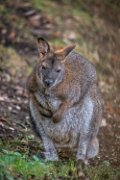 bru-wallaby06