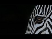 bru-zebra002
