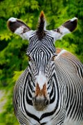 bru-zebra004