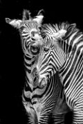 bru-zebra008bn