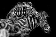 bru-zebra015bn