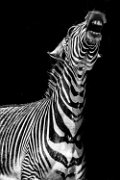 bru-zebra023bn