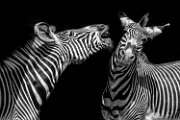 bru-zebra028bn