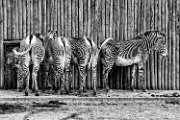 bru-zebre