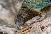 kea01