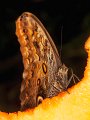 farfalle_05