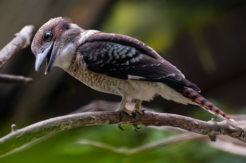 Kookaburra01.jpg