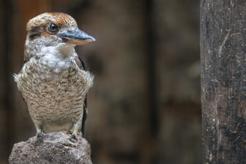 Kookaburra02.jpg