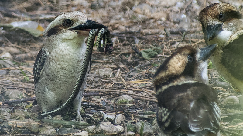 Kookaburra04.jpg