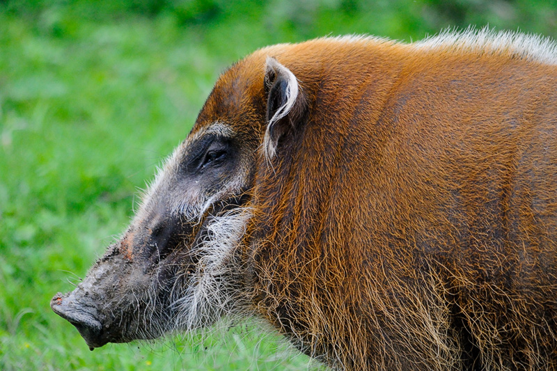 Potamocero01.jpg