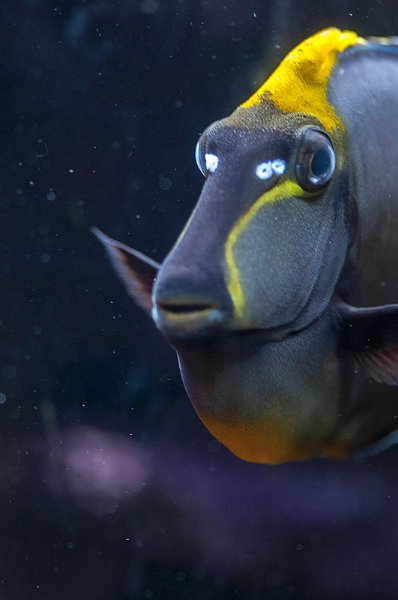 acquario02.jpg
