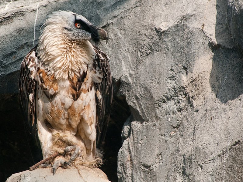 avvoltoio01.jpg