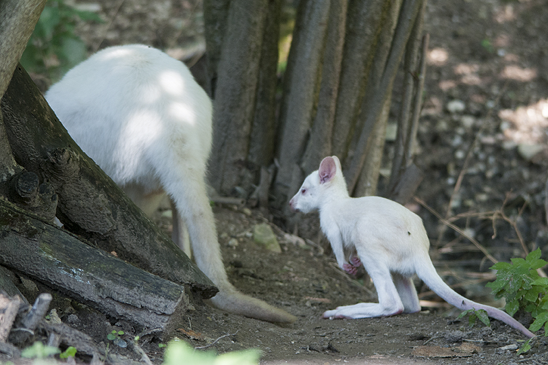 bru-Wallaby01.jpg